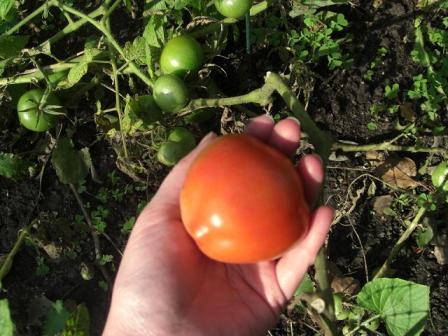 うちのトマト初収穫