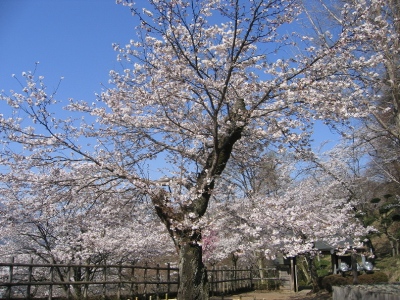 2011岩殿山の桜1