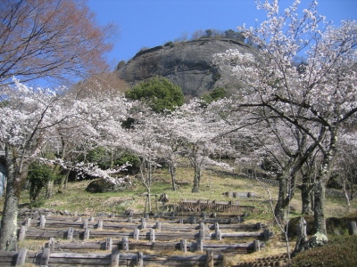 2011岩殿山の桜2