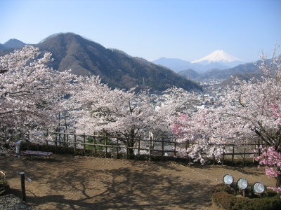 2011岩殿山の桜3