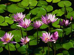 Water lilies(小）.JPG
