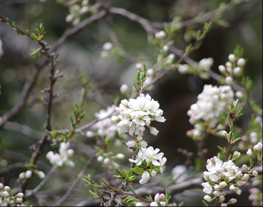 山桜.jpg