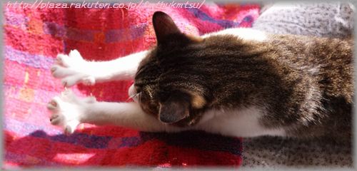 20120105くりグーパー３