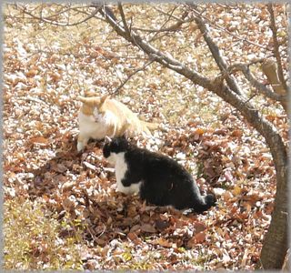 0107猫ケンカ１
