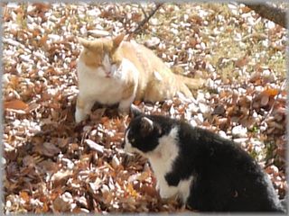 0107猫ケンカ２