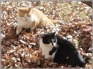 0107猫ケンカ３