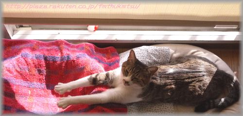 20120105くりグーパー６