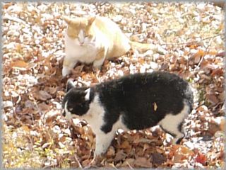 0107猫ケンカ４