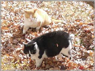 0107猫ケンカ５