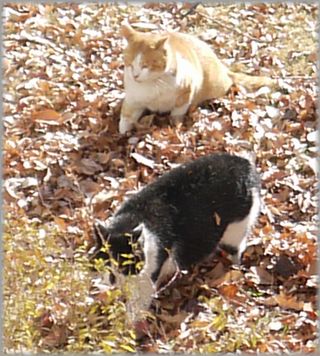 0107猫ケンカ６