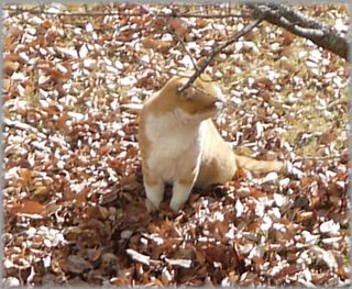 0107猫ケンカ７