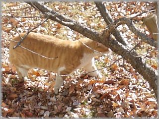 0107猫ケンカ８