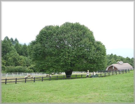 0925牧場２大木