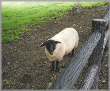 0925牧場３ガン黒羊