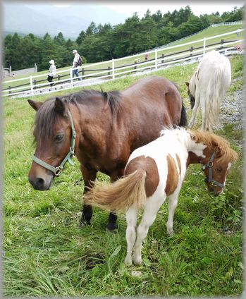 0925牧場６ウマ親子