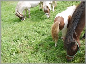 0925牧場７ウマ親子＆２頭