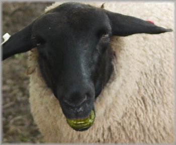 0925牧場３ガン黒羊-1