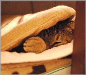 1220むぎのフタ