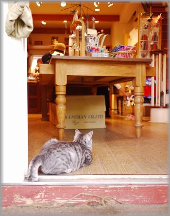 0922バウワーズハウスにゃん２