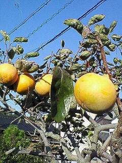 NEC_0331.jpg