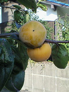 NEC_0332.jpg