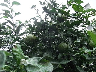 RIMG0208.jpg