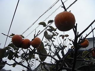RIMG0207.jpg