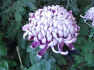 RIMG0187.jpg