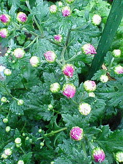 NEC_0353.jpg