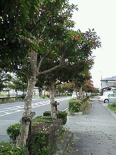 NEC_0404.jpg
