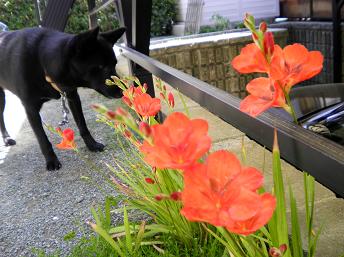 トリトニアとジェイ君