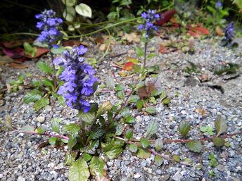 ajuga3.JPG