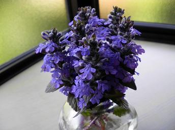 ajuga4.JPG