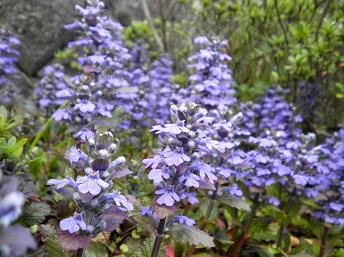 ajuga5.JPG