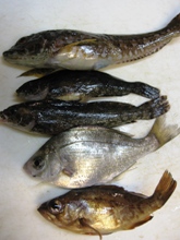 １２月１８日 釣果