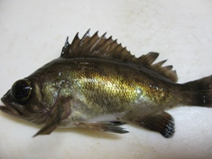 1月9日 高砂東港メバル