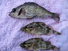 １月３０日 メバル