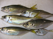 10月31日 高砂港