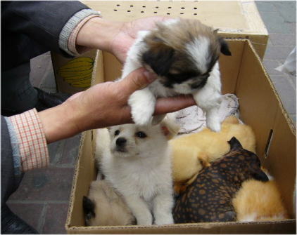 犬.jpg