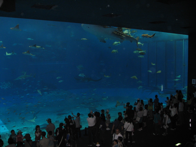 美ら海水族館２
