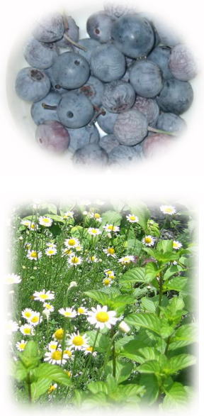 ブルーベリー　ハーブ