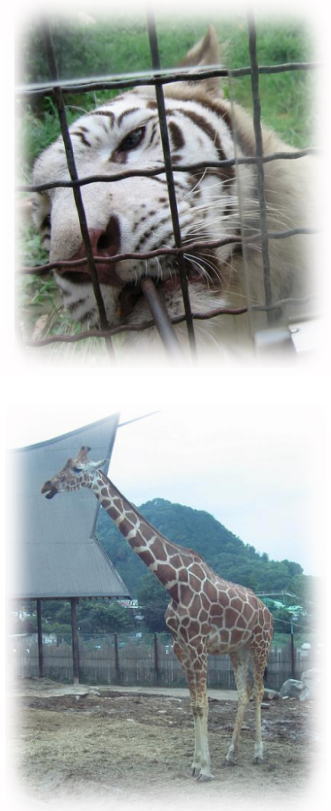 ホワイトタイガー　キリン