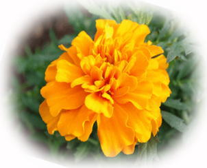 マリーゴールド