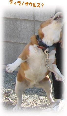 ティラノサウルス？