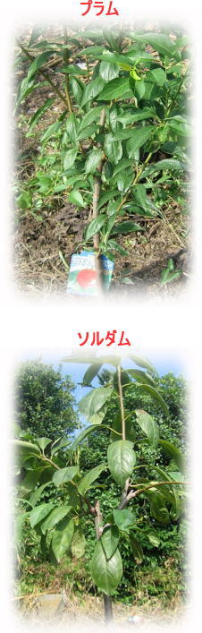 プラム・ソルダム