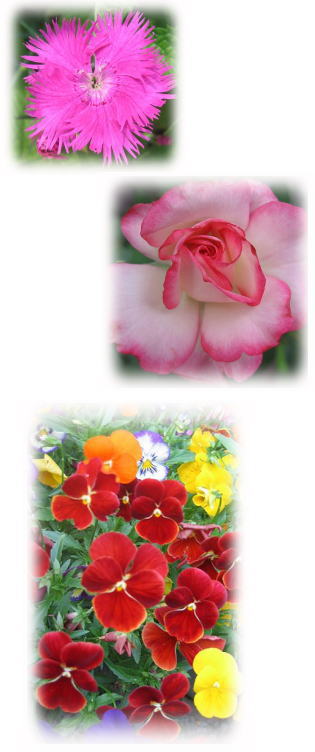 ナデシコ・バラ・ビオラ