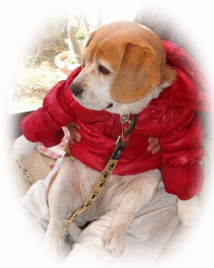 みーちゃんです