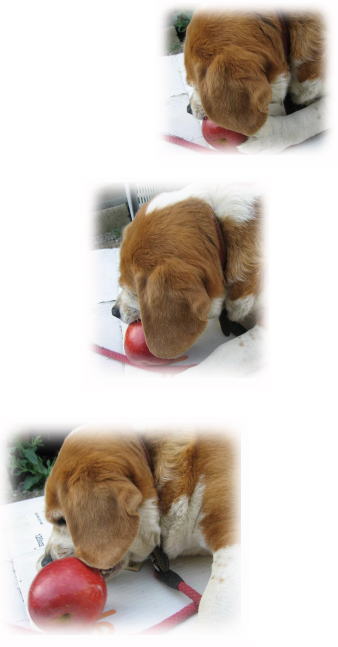 りんご 好きです