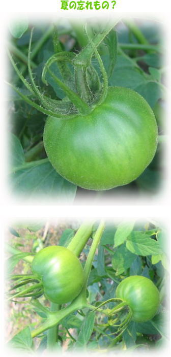 夏の忘れ物？