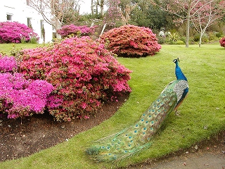 不思議なガーデンですよね？